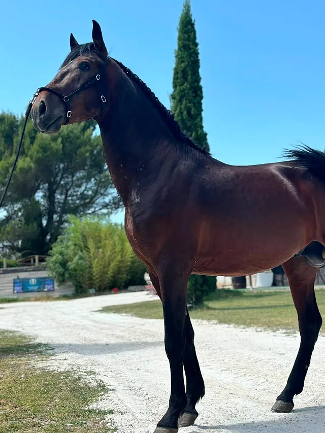 Cheval
