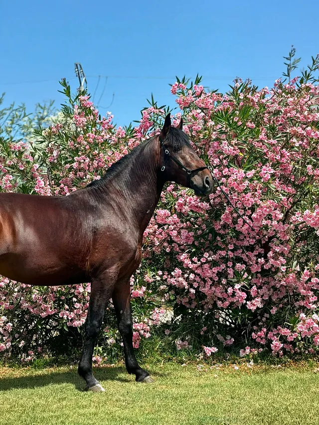 Cheval